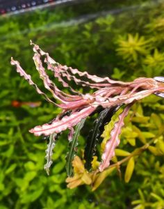 Bucephalandra red velvet ADET