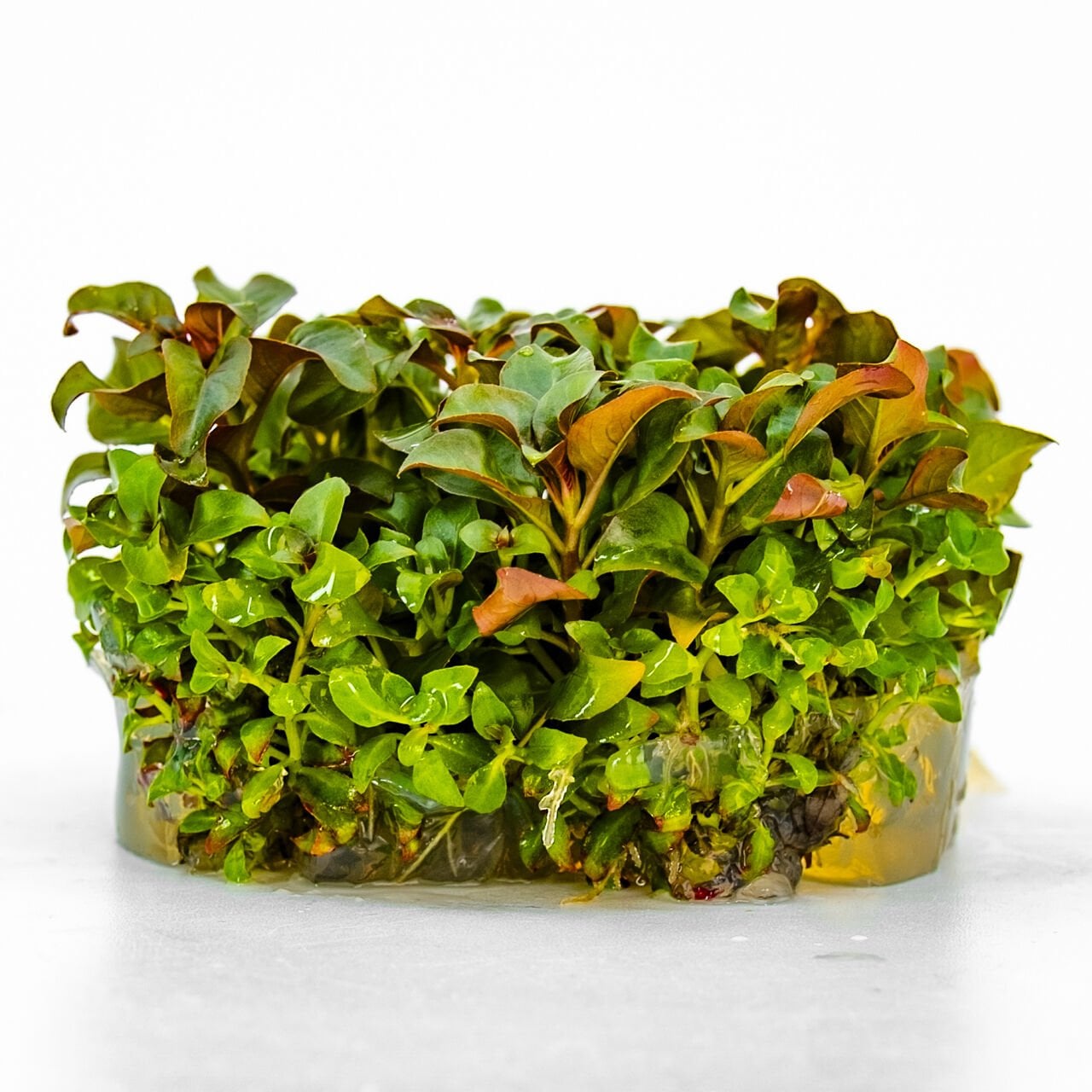 Ludwigia peruensis IN VITRO CUP