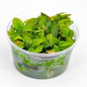 Lagenandra meeboldii red round IN VITRO CUP