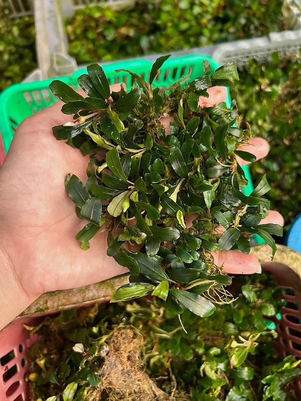 Bucephalandra red shoot 10X10 CM PORSİYON