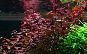 Ludwigia rubin / super red IN VITRO CUP