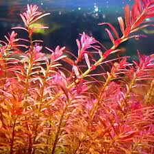 Rotala indica red İTHAL BUKET ÖN SİPARİŞ