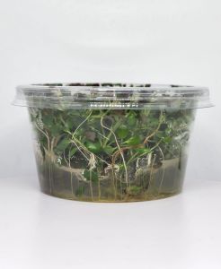 Ludwigia rubin / super red IN VITRO CUP