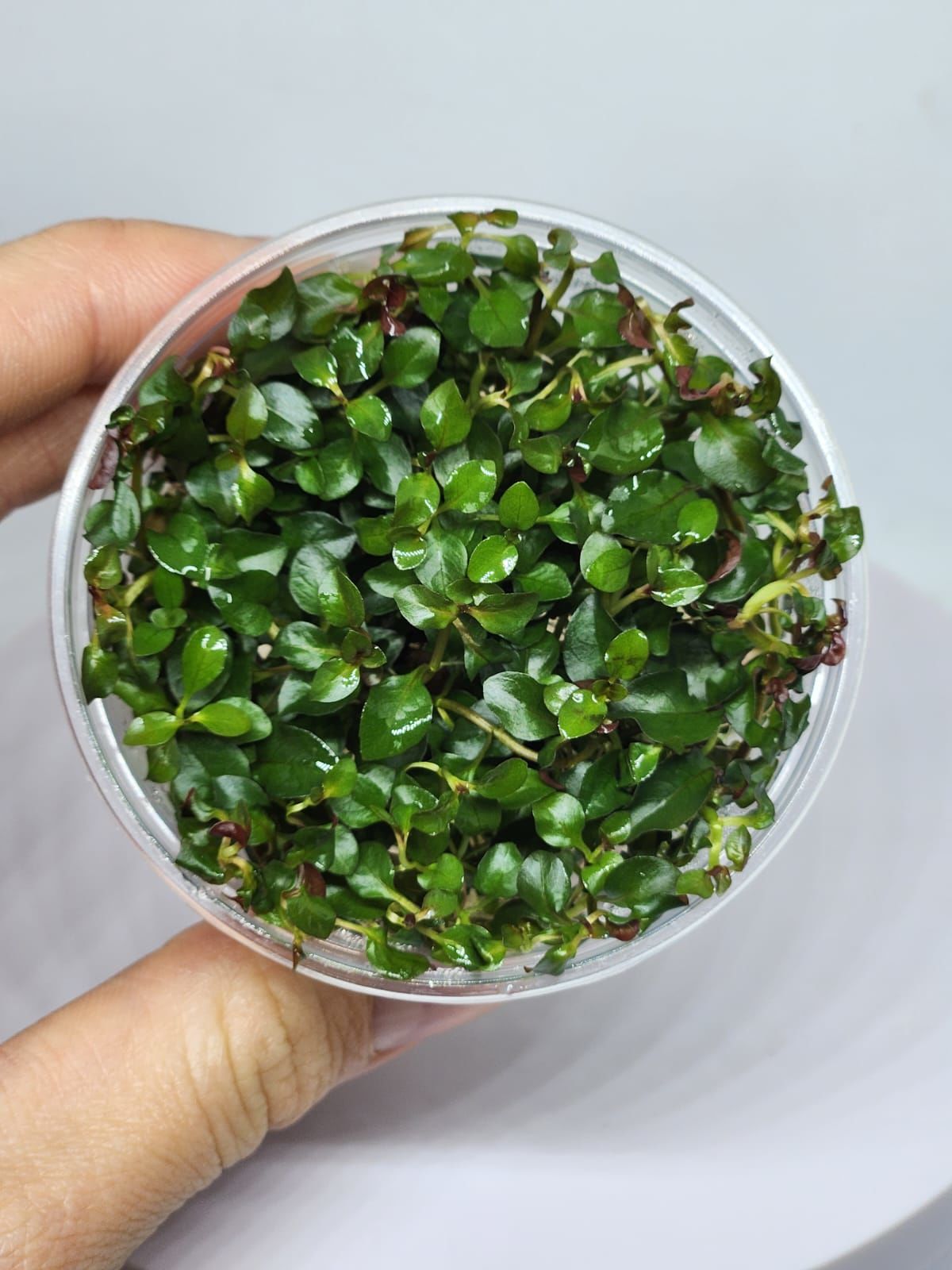 Ludwigia rubin / super red IN VITRO CUP