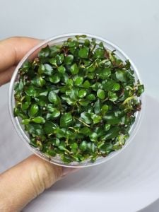 Ludwigia rubin / super red IN VITRO CUP
