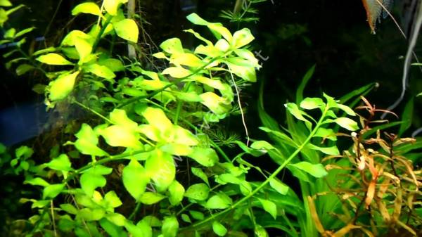 Ludwigia green IN VITRO CUP