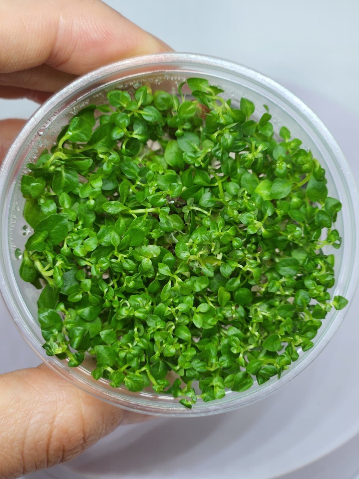 Ludwigia green IN VITRO CUP