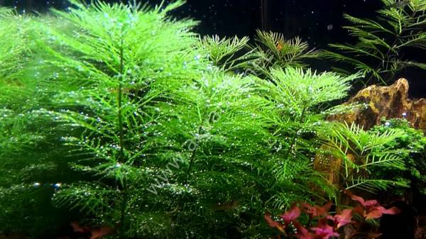 Myriophyllum mattogrossense IN VITRO CUP