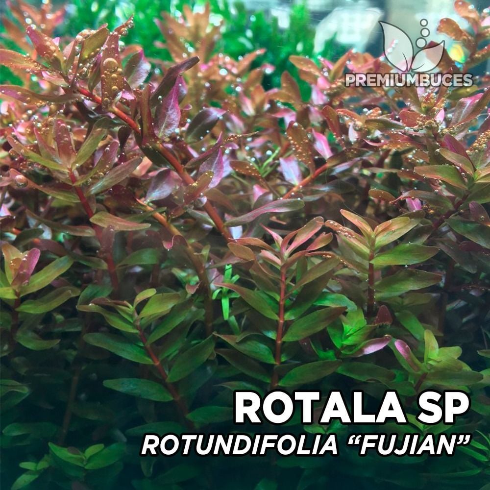 Rotala fujian İTHAL BUKET ÖN SİPARİŞ