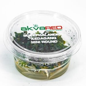 Bucephalandra kedagang mini round IN VITRO CUP