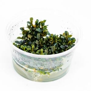 Bucephalandra kedagang mini round IN VITRO CUP