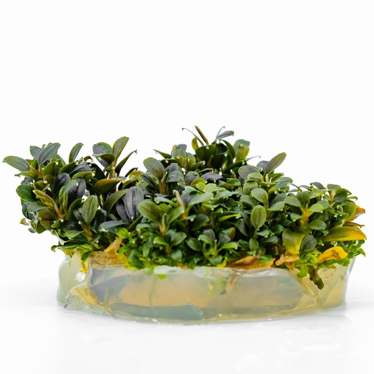 Bucephalandra kedagang mini round IN VITRO CUP