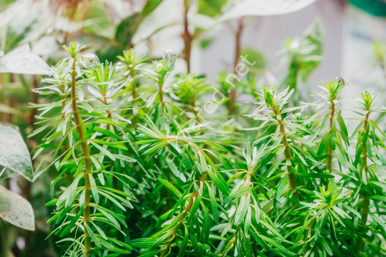 Rotala bossi İTHAL BUKET ÖN SİPARİŞ