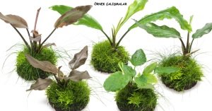 Wabi Kusa Ball - M Boy