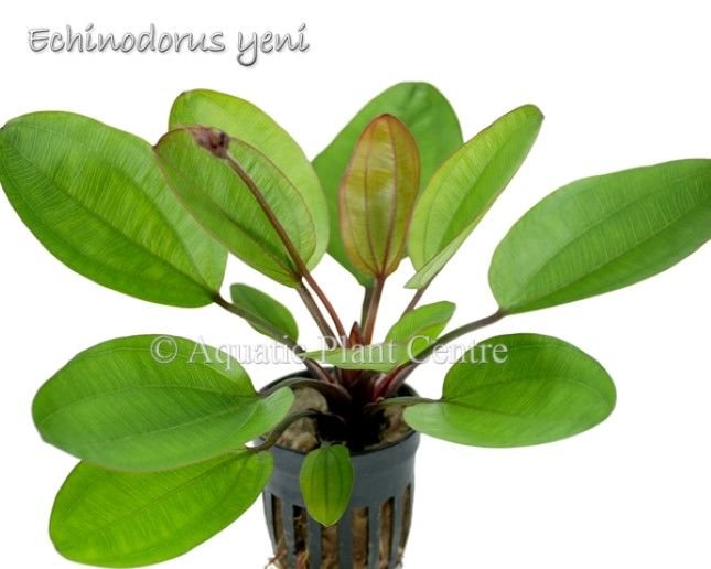 Echinodorus yeni ADET - APC