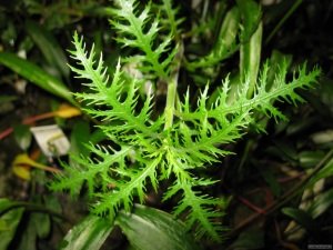 Hygrophila balsamica İTHAL BUKET ÖN SİPARİŞ