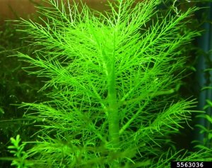 Hygrophila balsamica İTHAL BUKET ÖN SİPARİŞ