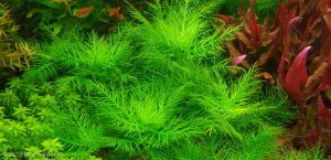 Hygrophila balsamica İTHAL BUKET ÖN SİPARİŞ