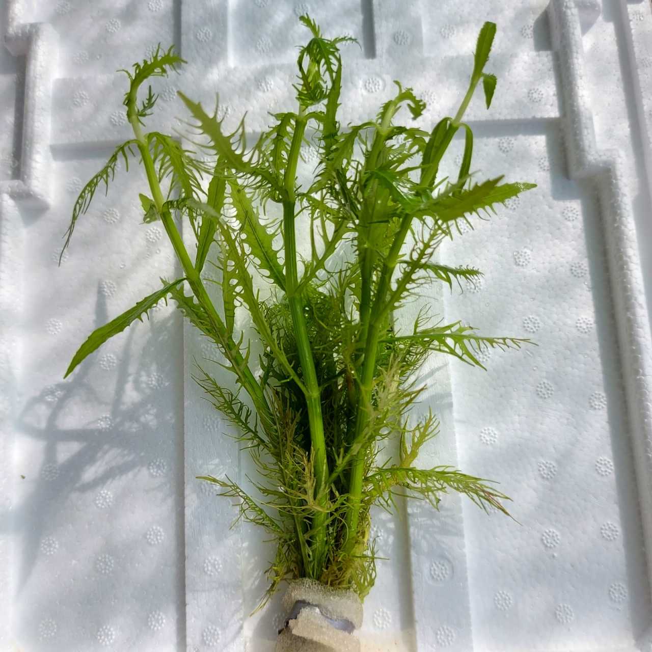 Hygrophila balsamica İTHAL BUKET ÖN SİPARİŞ