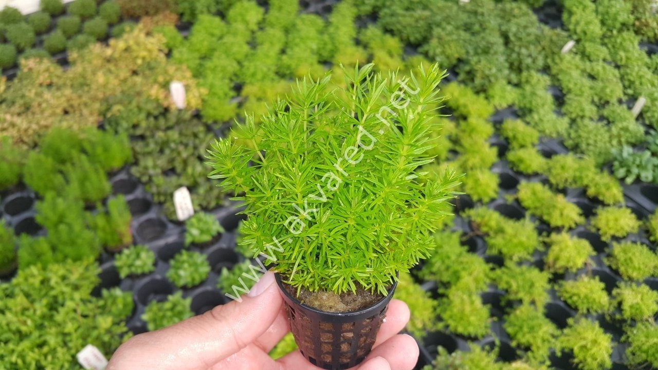 Pogostemon erectus İTHAL BUKET ÖN SİPARİŞ