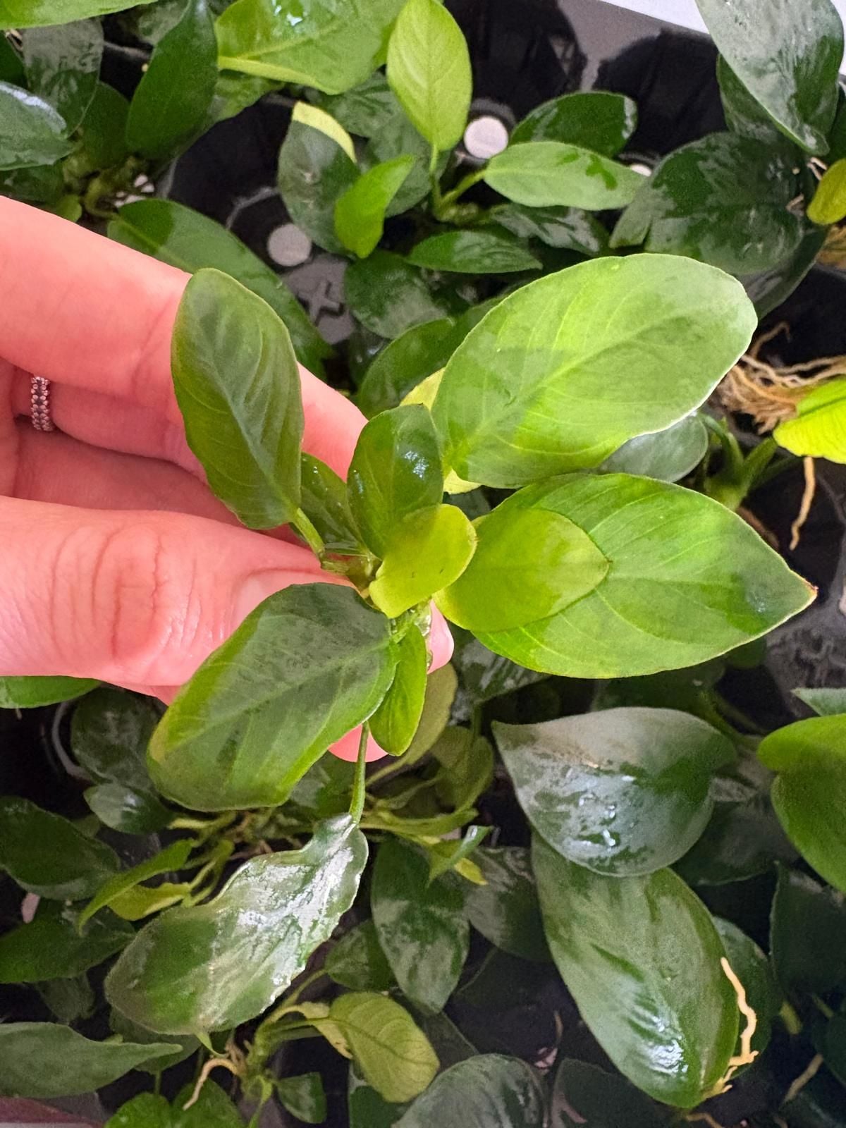 Anubias barteri var nana (paxing compact) ADET İTHAL