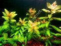 Hygrophila rosanervis İTHAL BUKET ÖN SİPARİŞ