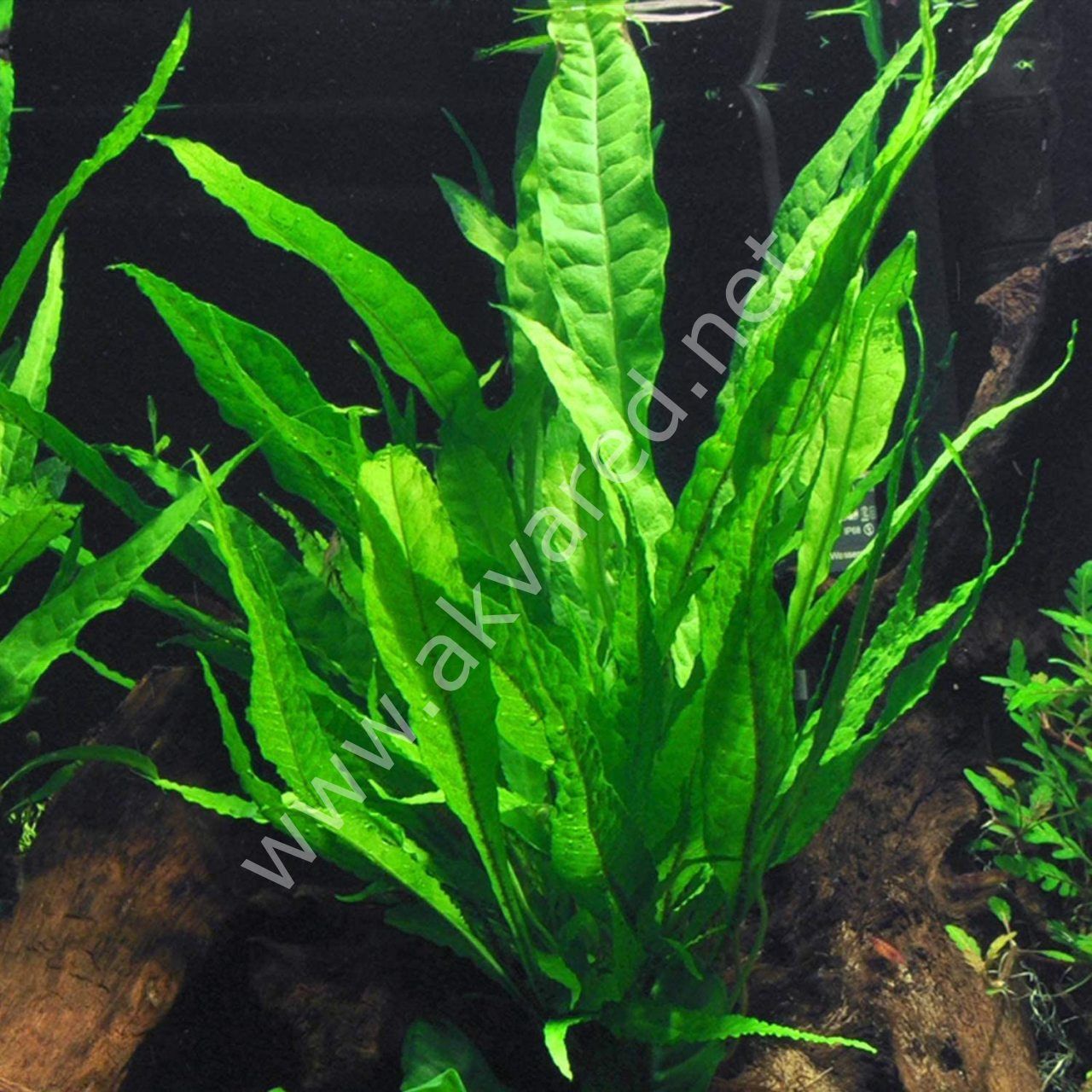 Microsorum pteropus (Java Fern) ADET İTHAL