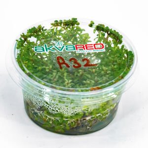 Rotala wayanad IN VITRO CUP