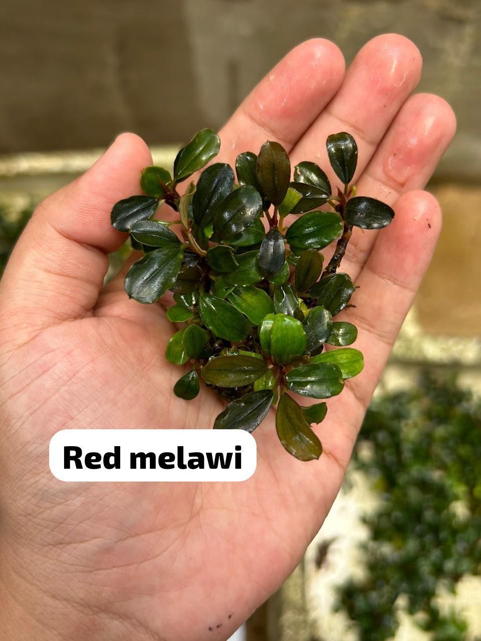 Bucephalandra red melawi ADET