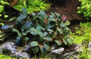 Bucephalandra red bronze ADET