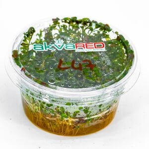 Ludwigia inclinata curly (tornado) IN VITRO CUP