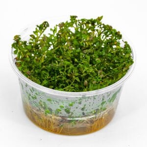 Ludwigia inclinata curly (tornado) IN VITRO CUP