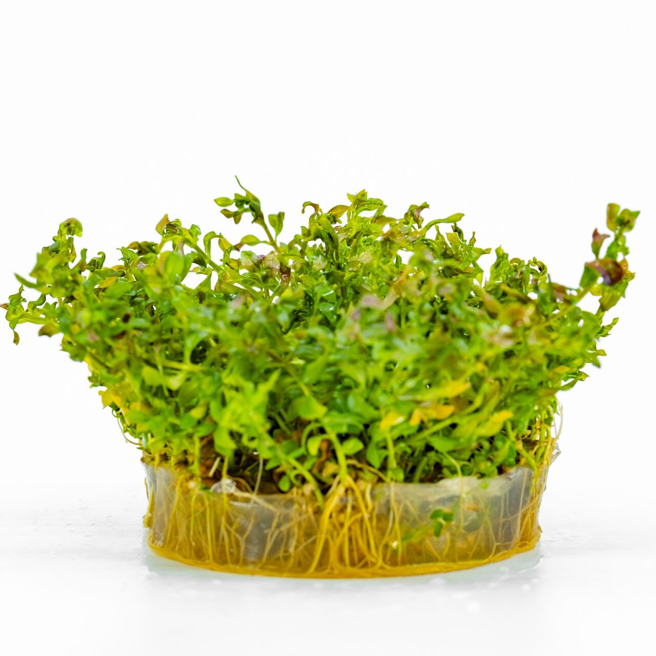 Ludwigia inclinata curly (tornado) IN VITRO CUP