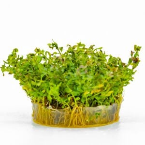 Ludwigia inclinata curly (tornado) IN VITRO CUP