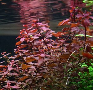 Ludwigia rubin variegated İTHAL BUKET