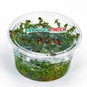 Rotala macrandra pearl IN VITRO CUP
