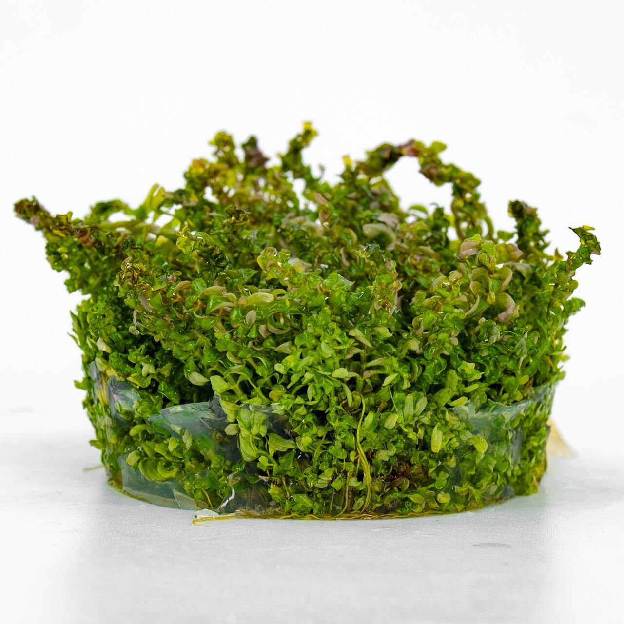 Rotala macrandra pearl IN VITRO CUP