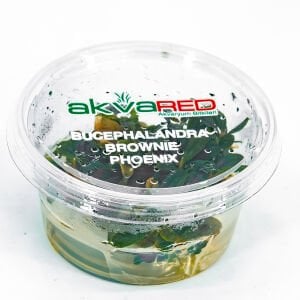 Bucephalandra brownie phoenix IN VITRO CUP