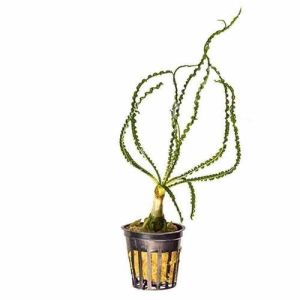 Crinum calamistratum ADET (Soğan) - ÖN SİPARİŞ