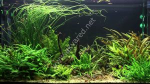 Crinum calamistratum ADET (Soğan) - ÖN SİPARİŞ