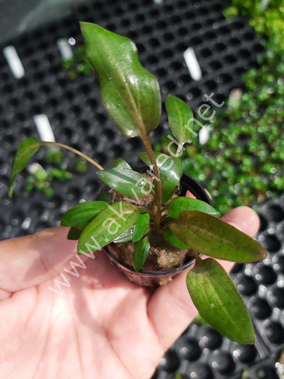 Cryptocoryne wendtii brown indonesia SAKSI