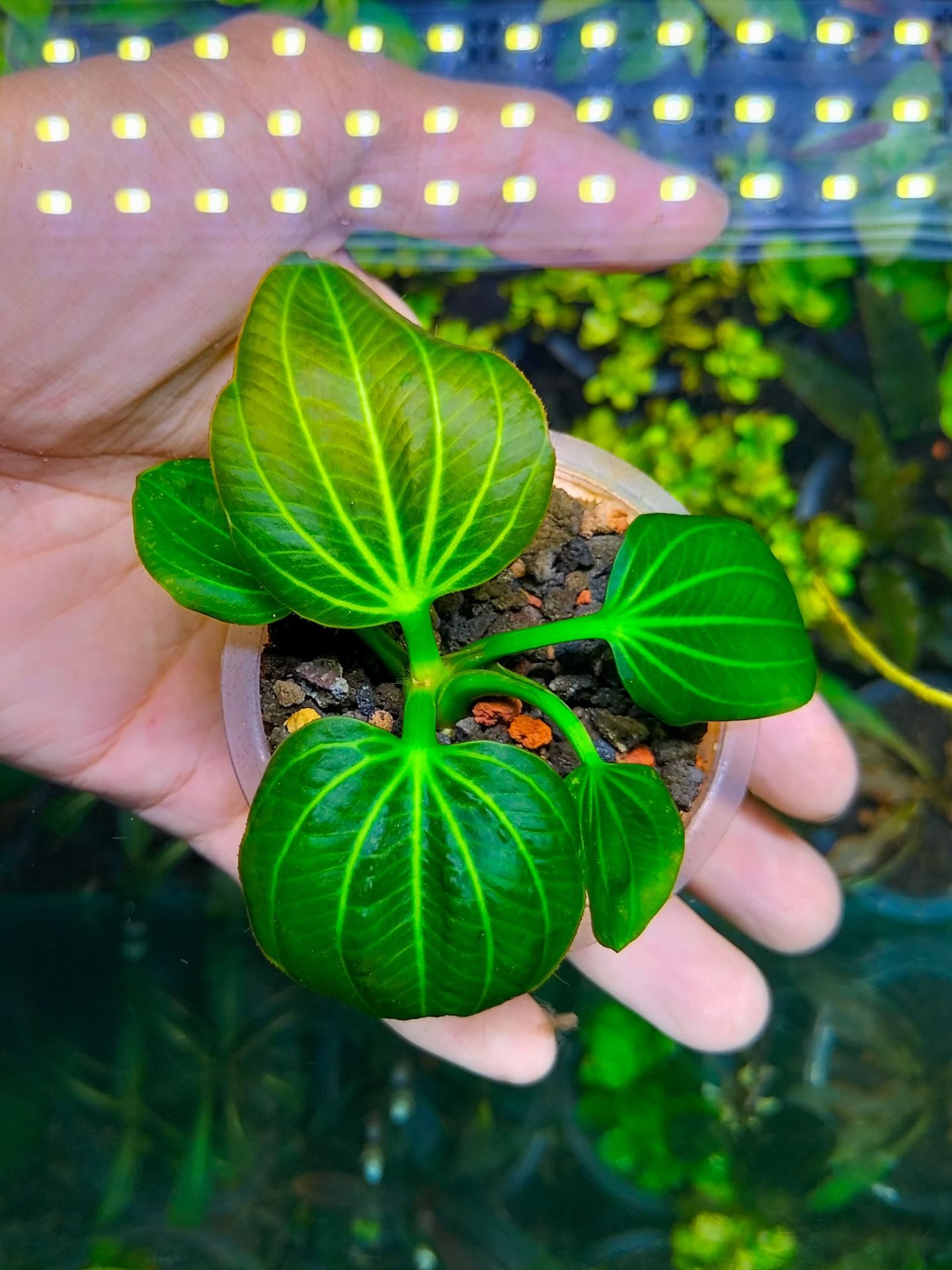 Echinodorus iguazu 2009 ADET ÖN SİPARİŞ