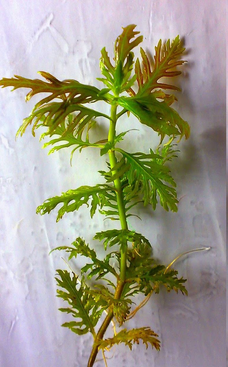 Hygrophila difformis red İTHAL BUKET ÖN SİPARİŞ