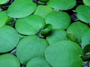 Limnobium laevigatum (Amazon Frogbit) ADET - ÖN SİPARİŞ