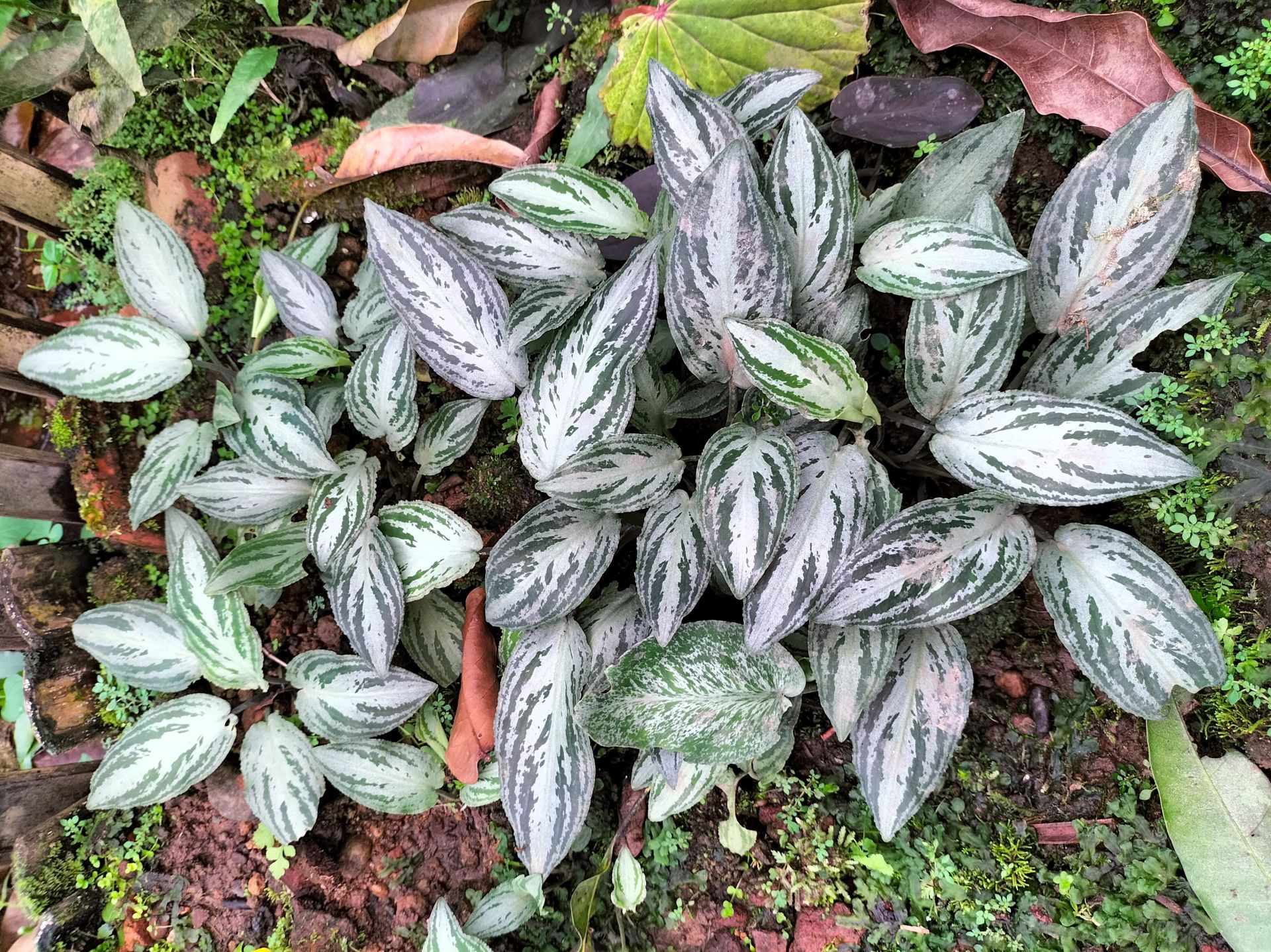 Lagenandra silver powder ADET ÖN SİPARİŞ