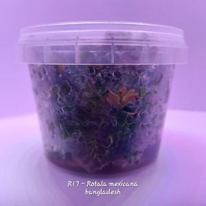 Rotala mexicana bangladesh IN VITRO CUP