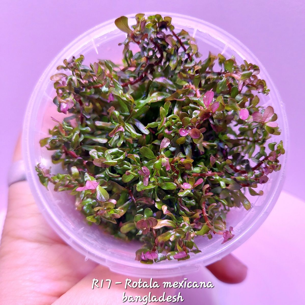 Rotala mexicana bangladesh IN VITRO CUP
