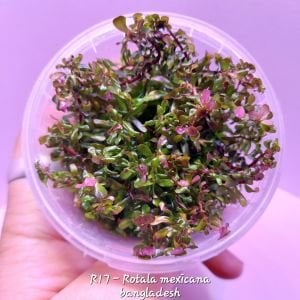 Rotala mexicana bangladesh IN VITRO CUP