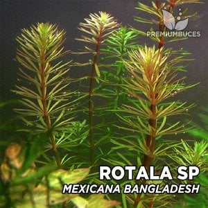 Rotala mexicana bangladesh IN VITRO CUP