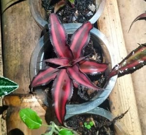 Cryptanthus bivittatus ADET ÖN SİPARİŞ